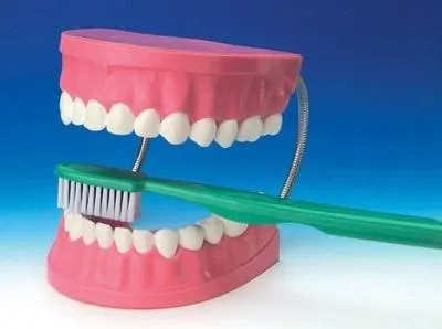 Dental Model